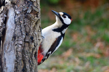 Buntspecht bei der Futtersuche	