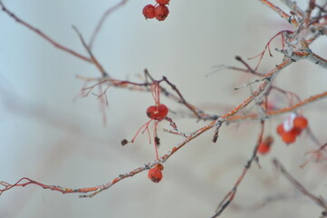 tree, nature, spring, branch, blossom, flower, red, winter, pink, plant, snow, cherry, bloom, season, sky, branches, berry, flowers, white, autumn, cold, bloom, natural, beautiful ,, winter, red, berr