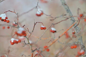 tree, nature, spring, branch, blossom, flower, red, winter, pink, plant, snow, cherry, bloom, season, sky, branches, berry, flowers, white, autumn, cold, bloom, natural, beautiful ,, winter, red, berr