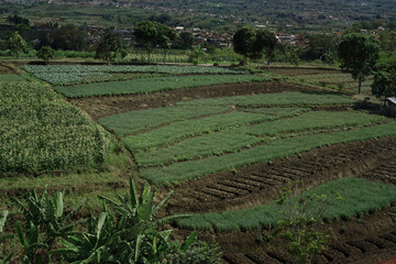 This is an existing plantation in Indonesia. there are several plants onions, mustard greens, and other types of vegetables. very beautiful and cool natural scenery.
