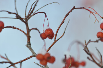 tree, nature, spring, branch, blossom, flower, red, winter, pink, plant, snow, cherry, bloom, season, sky, branches, berry, flowers, white, autumn, cold, bloom, natural, beautiful ,, winter, red, berr