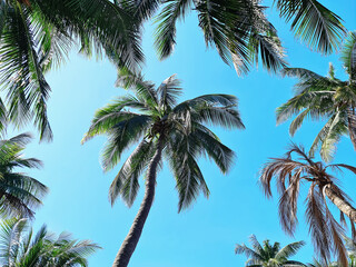 Fototapeta na wymiar Low Angle View of Coconut Trees Against Clear Blue Sky