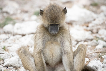 Baboon Looking down