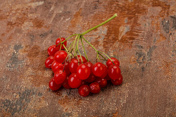 Red tasty and juicy Viburnum berries