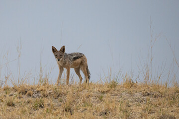 black backed jackal