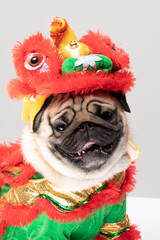 Happy dog pug breed in Chinese New Year Lion dance costume for Happy and lucky year