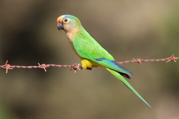 
Brazilian parakeet