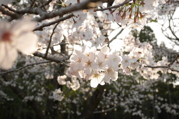 満開の桜( sakura in full bloom)