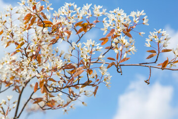 White spring blossom