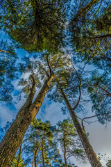 Look Up!