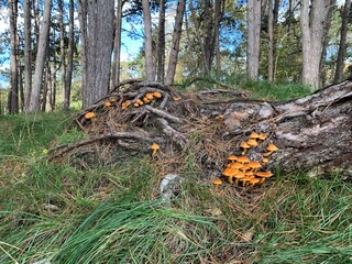 Mushrooms in autumn