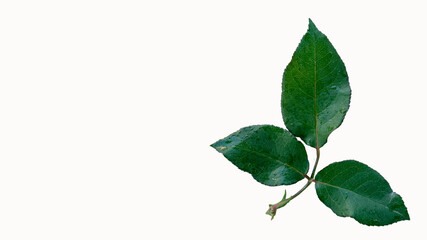 Green rose leaves placed on a white background