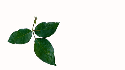 Green rose leaves pasted on a white background and separate.
