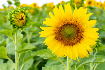 Beautiful yellow color sunflower in the agriculture farm background