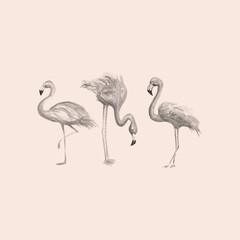 Aquarelle Hand drawn of flamingo bird 