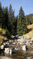 Obraz premium Fir forest valley stream