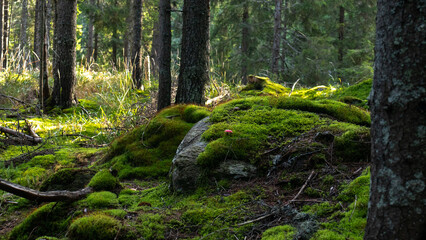mossy cushions with mushrooms