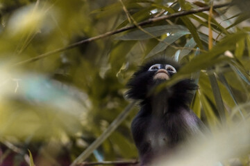langur monkey wildlife sitting in a tree