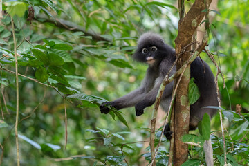 Fototapeta premium langur monkey wildlife sitting in a tree