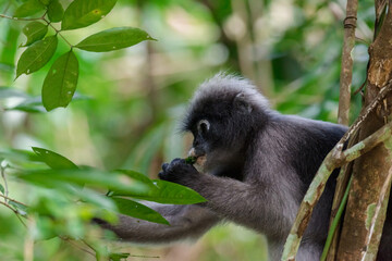 langur monkey wildlife sitting in a tree