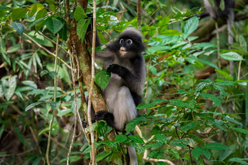 langur monkey wildlife sitting in a tree