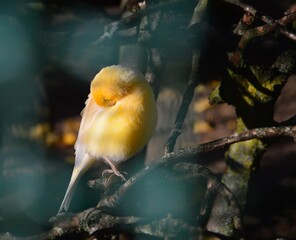 schlafender, kleiner Vogel