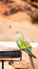Pretty parrot drinking from fountain