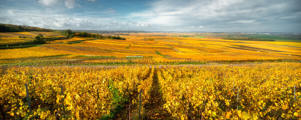 Bright autumn colors in Champagne vineyards, France - 394693842