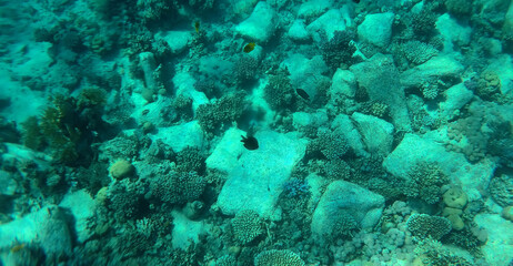  A mysterious jumble of limestone building blocks at the bottom of the Red Sea. Sharm El Sheikh, Egypt