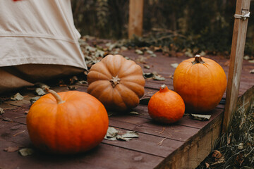 Diverse assortment of pumpkins on a wooden background.