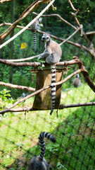 Lemurs keeping busy.