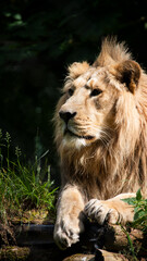 Lion feeling contempt in the sun