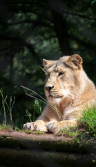 Lioness relaxing in the sun.