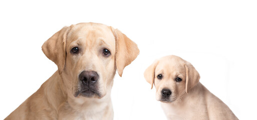 Labrador puppy and his parent isolated on white background - 394694805