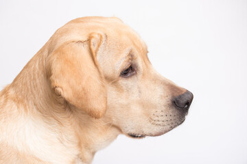 Naklejka na ściany i meble Beauty labrador retriever dog isolated on white background