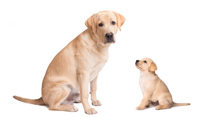Labrador puppy and his parent isolated on white background - 394694899
