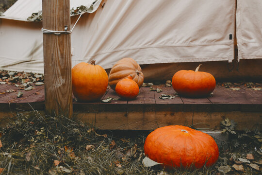 Diverse assortment of pumpkins on a wooden background.