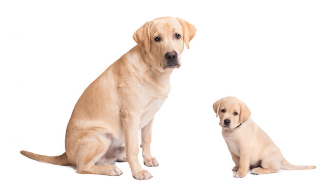 Labrador puppy and his parent isolated on white background