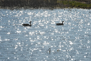 Two Swimming Geese
