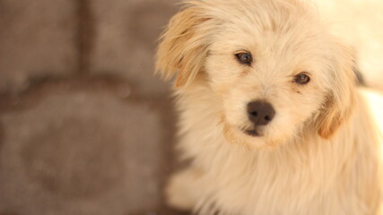 Cachorro en la ciudad