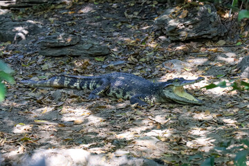 Close up crocodile rest near the river in thailand.