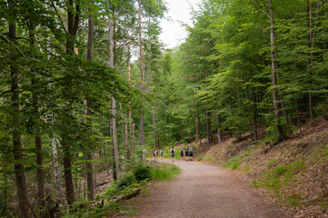 Gruppe macht eine Wanderung im Wald