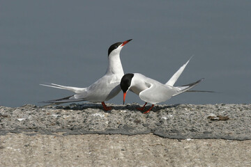 Pair of Common Tern, Sterna hirundo