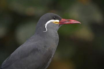 Inca Tern, Larosterna inca, close up