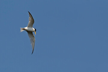View of Least Tern, Sternula antillarum, in flight