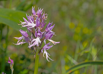 Naked Man Orchid (Orchis italica), Greece