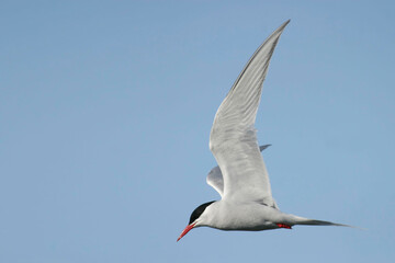 South American Tern, Sterna hirundinacea, in flight