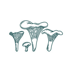 Chanterelle mushrooms in doodle style. Forest or farm mushrooms of different size. Doodle vector illustration