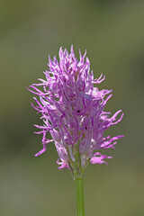 Naked Man Orchid (Orchis italica), Greece