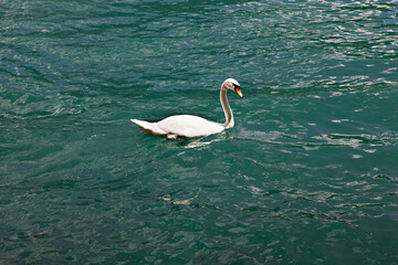 Obraz premium Beautiful swan swims in Leman lake Geneva, Switzerland
